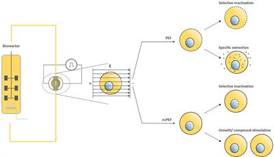 Perspective on Pulsed Electric Field Treatment in the Bio-based Industry